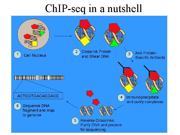 Ch. IP-seq in a nutshell 