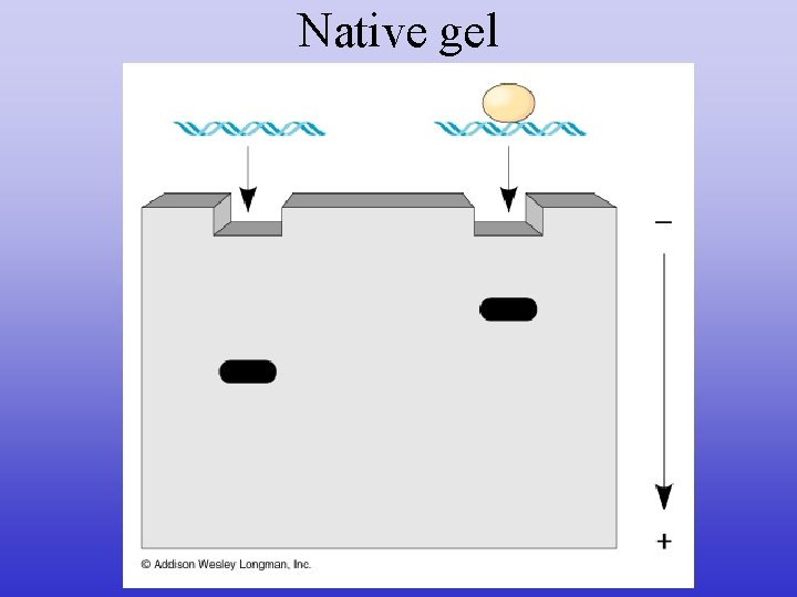 Native gel 
