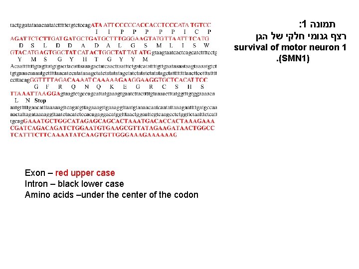 : 1 תמונה רצף גנומי חלקי של הגן survival of motor neuron 1. (SMN