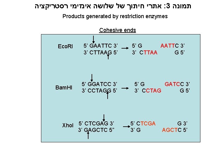  אתרי חיתוך של שלושה אינזימי רסטריקציה : 3 תמונה Products generated by restriction
