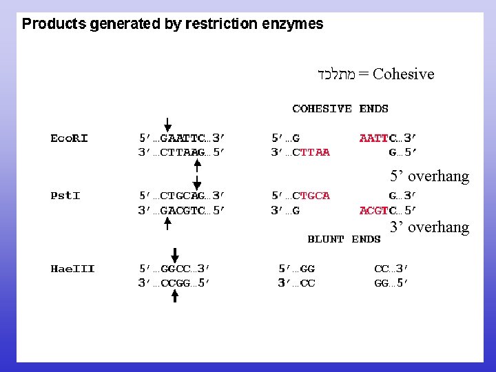  = מתלכד Cohesive 5’ overhang 3’ overhang 