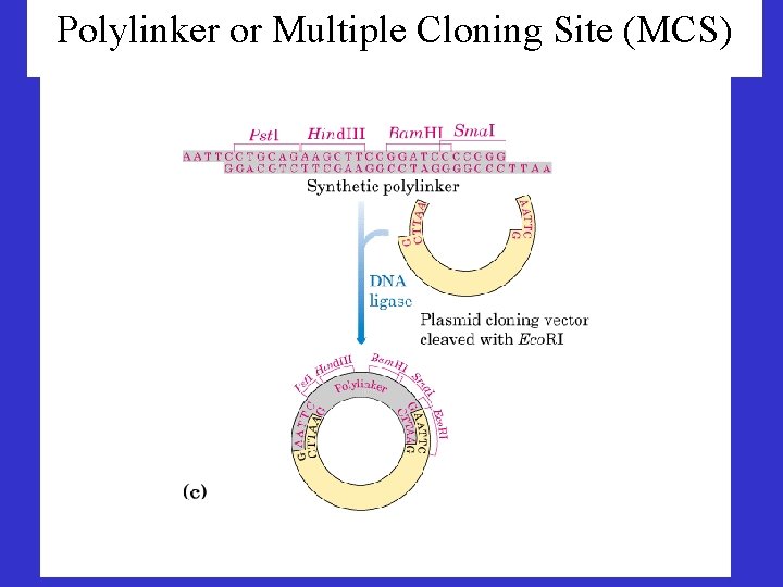 Polylinker or Multiple Cloning Site (MCS) 