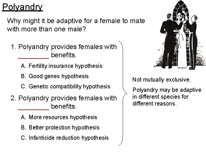 Polyandry Why might it be adaptive for a female to mate with more than