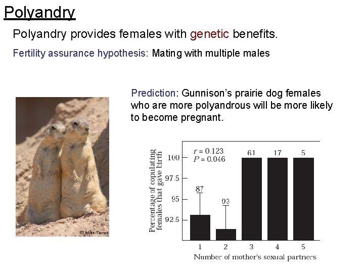 Polyandry provides females with genetic benefits. Fertility assurance hypothesis: Mating with multiple males Prediction: