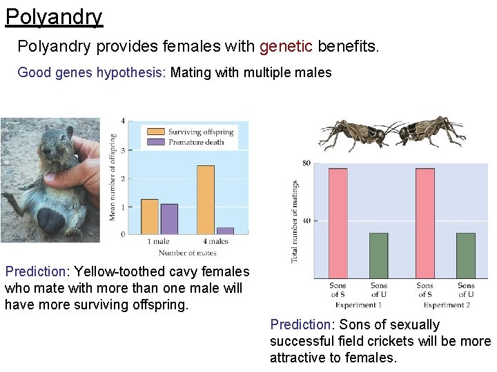 Polyandry provides females with genetic benefits. Good genes hypothesis: Mating with multiple males Prediction: