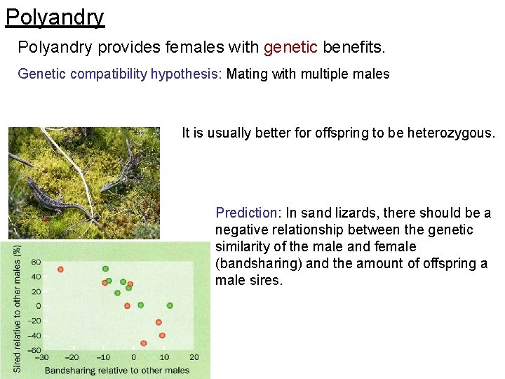 Polyandry provides females with genetic benefits. Genetic compatibility hypothesis: Mating with multiple males It