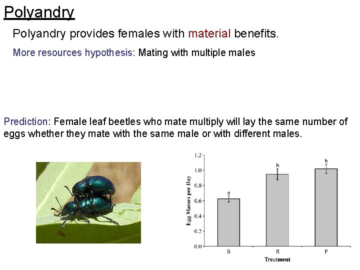 Polyandry provides females with material benefits. More resources hypothesis: Mating with multiple males Prediction: