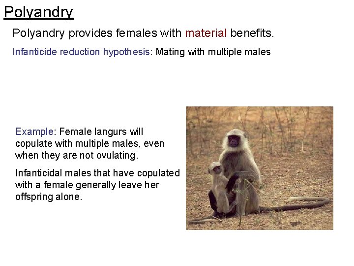 Polyandry provides females with material benefits. Infanticide reduction hypothesis: Mating with multiple males Example: