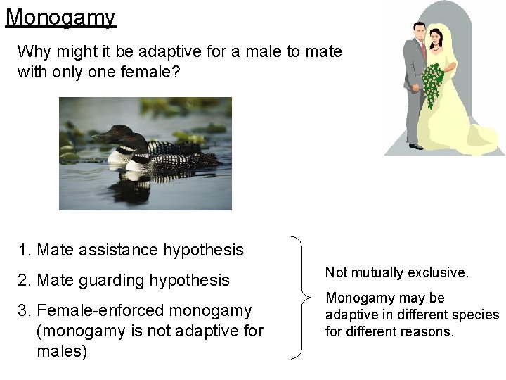 Monogamy Why might it be adaptive for a male to mate with only one