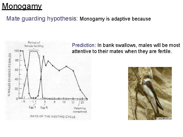 Monogamy Mate guarding hypothesis: Monogamy is adaptive because Prediction: In bank swallows, males will