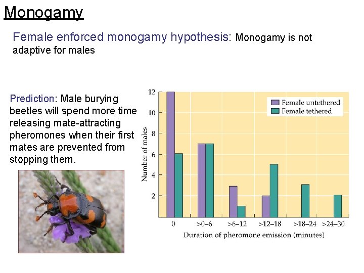 Monogamy Female enforced monogamy hypothesis: Monogamy is not adaptive for males Prediction: Male burying