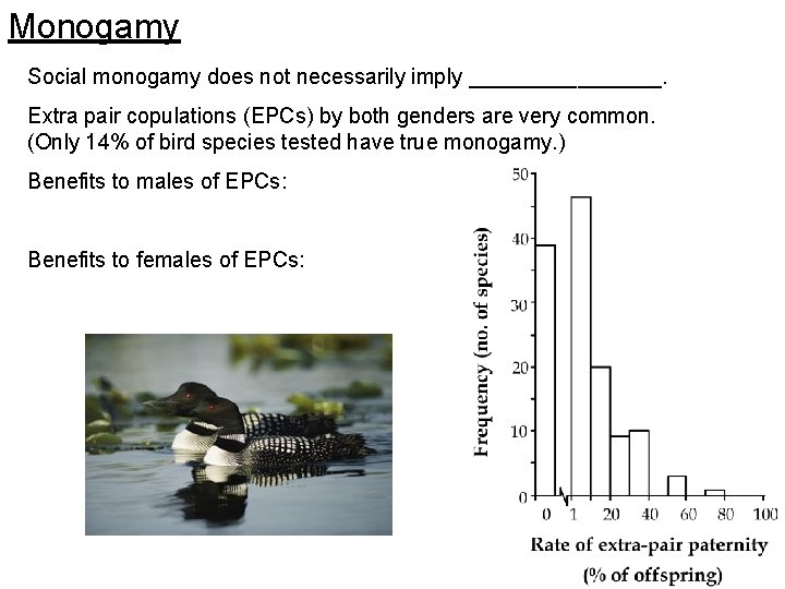 Monogamy Social monogamy does not necessarily imply ________. Extra pair copulations (EPCs) by both