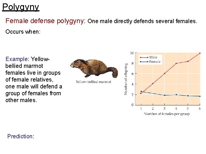 Polygyny Female defense polygyny: One male directly defends several females. Occurs when: Example: Yellowbellied