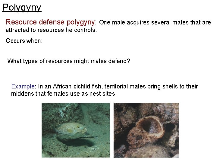Polygyny Resource defense polygyny: One male acquires several mates that are attracted to resources