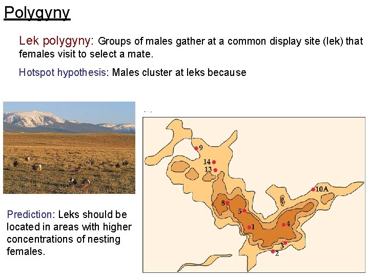 Polygyny Lek polygyny: Groups of males gather at a common display site (lek) that