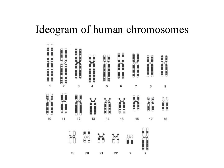 Ideogram of human chromosomes 