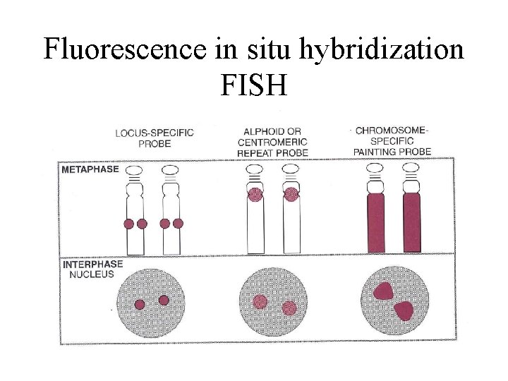 Fluorescence in situ hybridization FISH 