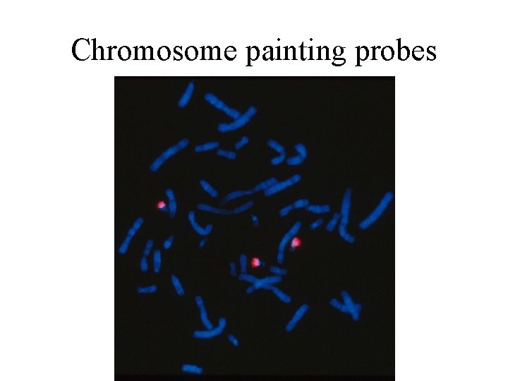 Chromosome painting probes 