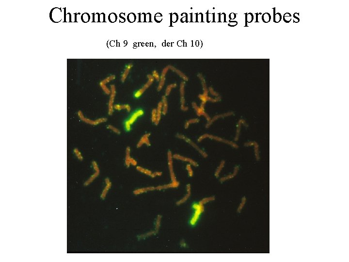 Chromosome painting probes (Ch 9 green, der Ch 10) 
