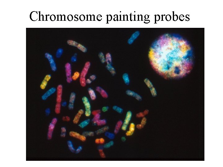 Chromosome painting probes 