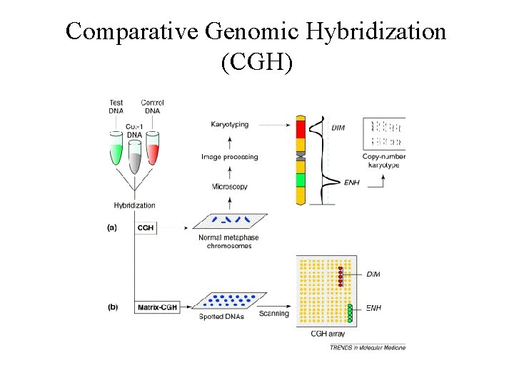 Comparative Genomic Hybridization (CGH) 