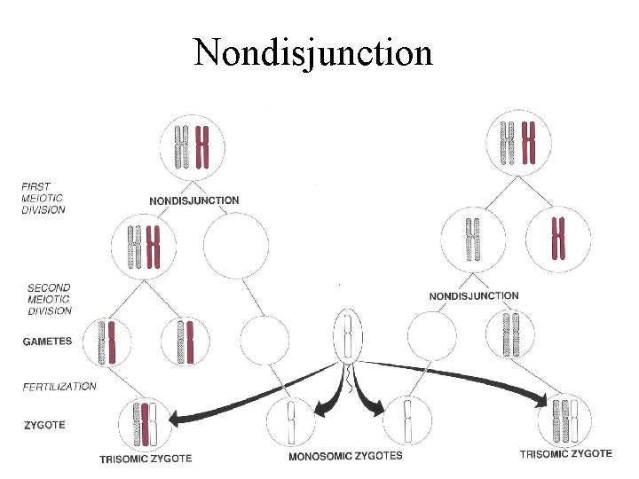 Nondisjunction 