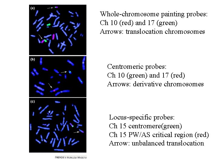 Whole-chromosome painting probes: Ch 10 (red) and 17 (green) Arrows: translocation chromosomes Centromeric probes: