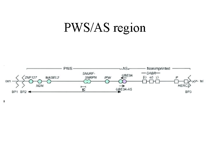 PWS/AS region 