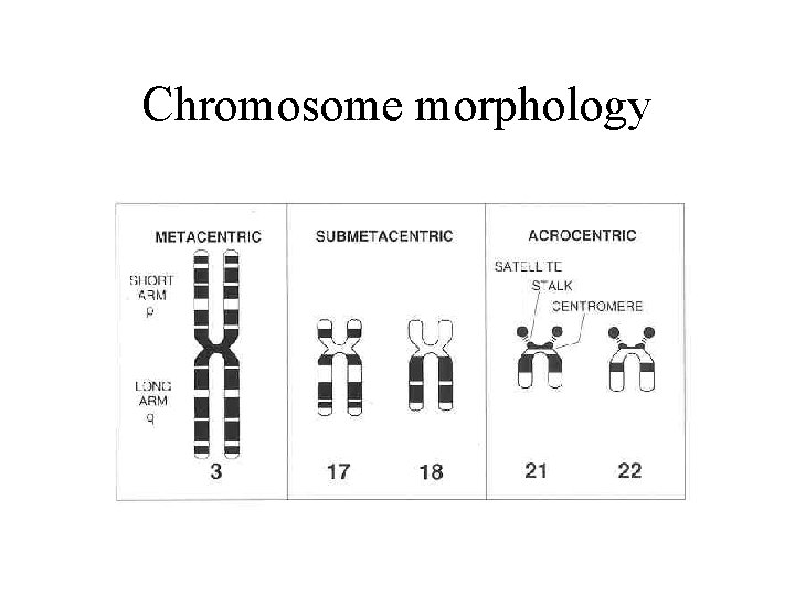 Chromosome morphology 