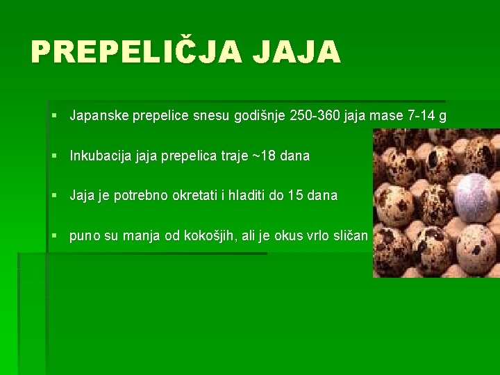 PREPELIČJA JAJA § Japanske prepelice snesu godišnje 250 -360 jaja mase 7 -14 g