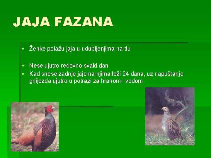 JAJA FAZANA § Ženke polažu jaja u udubljenjima na tlu § Nese ujutro redovno