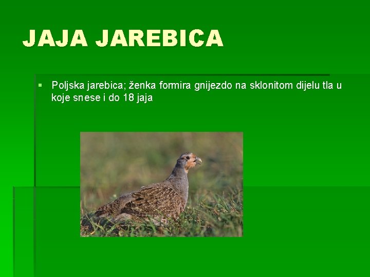 JAJA JAREBICA § Poljska jarebica; ženka formira gnijezdo na sklonitom dijelu tla u koje