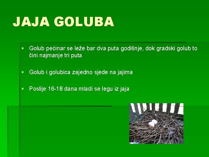JAJA GOLUBA § Golub pećinar se leže bar dva puta godišnje, dok gradski golub