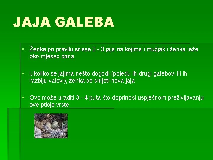JAJA GALEBA § Ženka po pravilu snese 2 - 3 jaja na kojima i