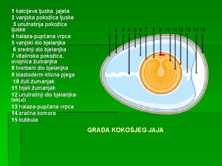 1 kalcijeva ljuska jajeta 2 vanjska pokožica ljuske 3 unutrašnja pokožica ljuske 4 halaza-pupčana