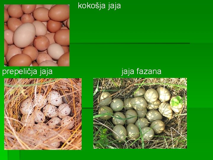  kokošja jaja prepeličja jaja jaja fazana 