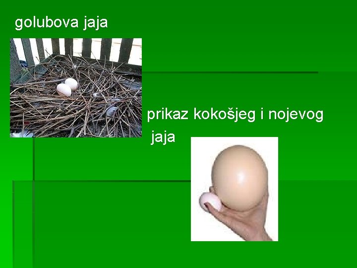  golubova jaja prikaz kokošjeg i nojevog jaja 