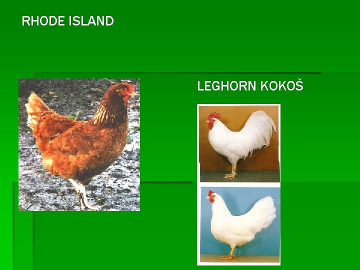 RHODE ISLAND LEGHORN KOKOŠ 