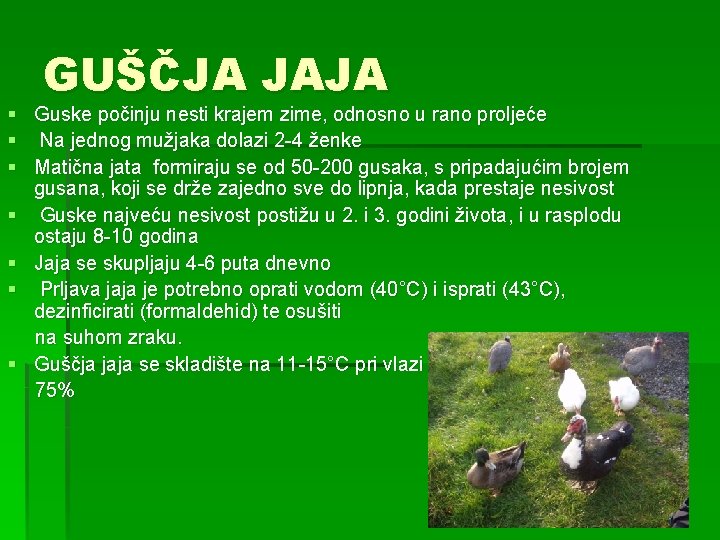 § § § GUŠČJA JAJA Guske počinju nesti krajem zime, odnosno u rano proljeće
