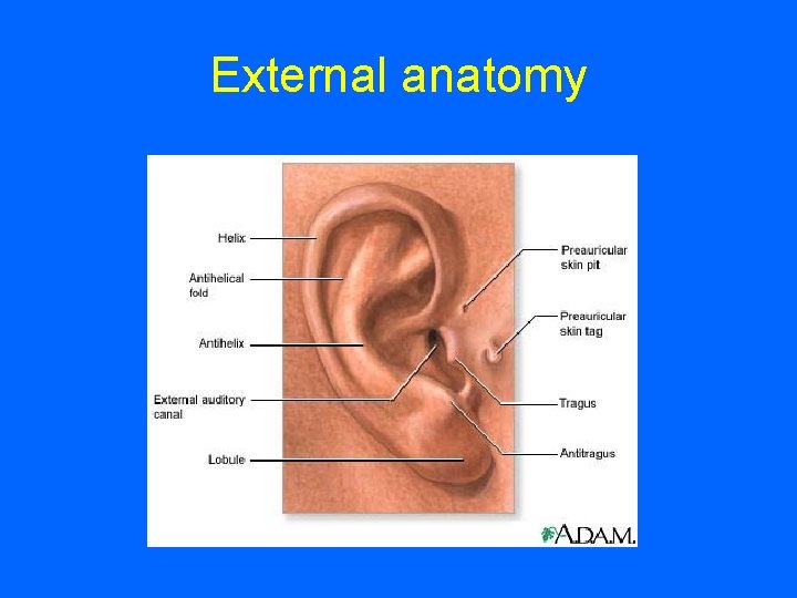 External anatomy 