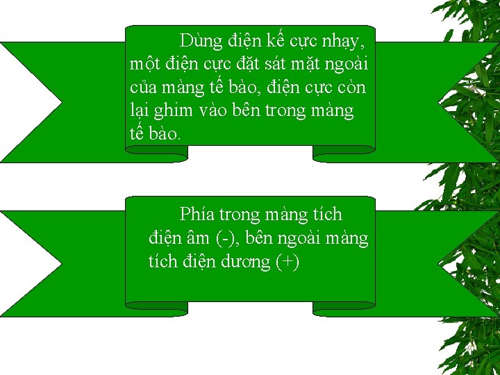 Dùng điện kế cực nhạy, một điện cực đặt sát mặt ngoài của màng