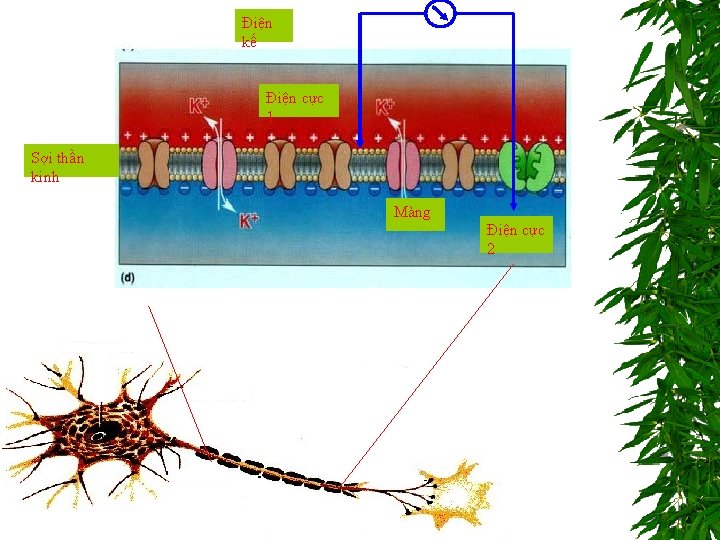 Điện kế Điện cực 1 Sợi thần kinh Màng Điện cực 2 