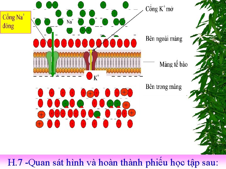 + + + H. 7 -Quan sát hình và hoàn thành phiếu học tập