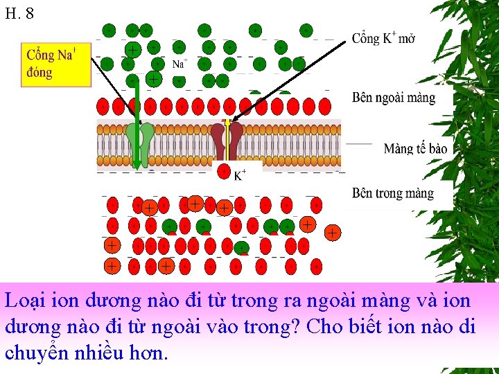 H. 8 + + + + + Loại ion dương nào đi từ trong