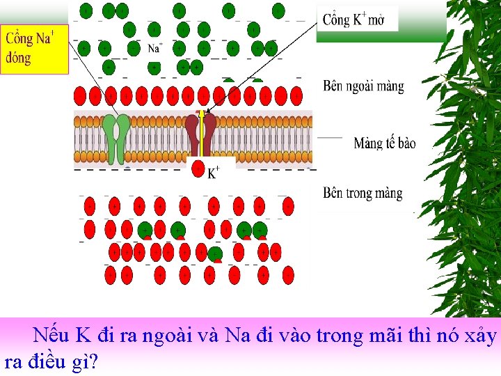 Nếu K đi ra ngoài và Na đi vào trong mãi thì nó xảy Nếu K đi ra ngoài và Na đi vào trong mãi thì nó xảy