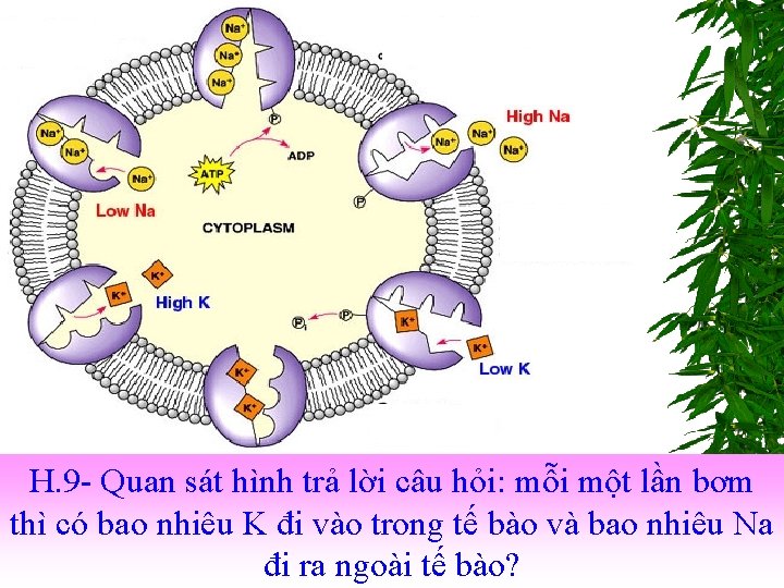 H. 9 - Quan sát hình trả lời câu hỏi: mỗi một lần bơm H. 9 - Quan sát hình trả lời câu hỏi: mỗi một lần bơm