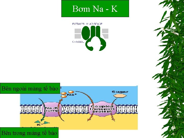 Bơm Na - K Bên ngoài màng tế bào Bên trong màng tế bào