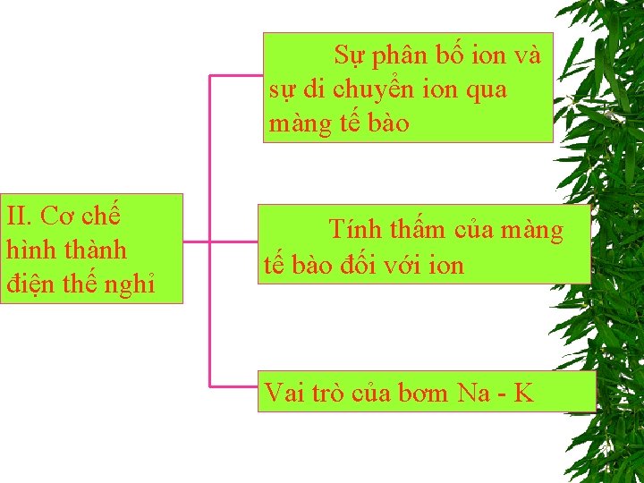 Sự phân bố ion và sự di chuyển ion qua màng tế bào II.