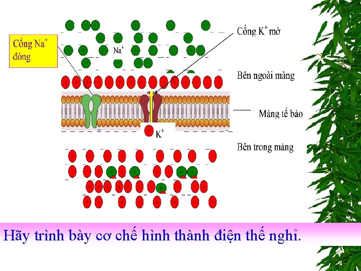 Hãy trình bày cơ chế hình thành điện thế nghỉ. 