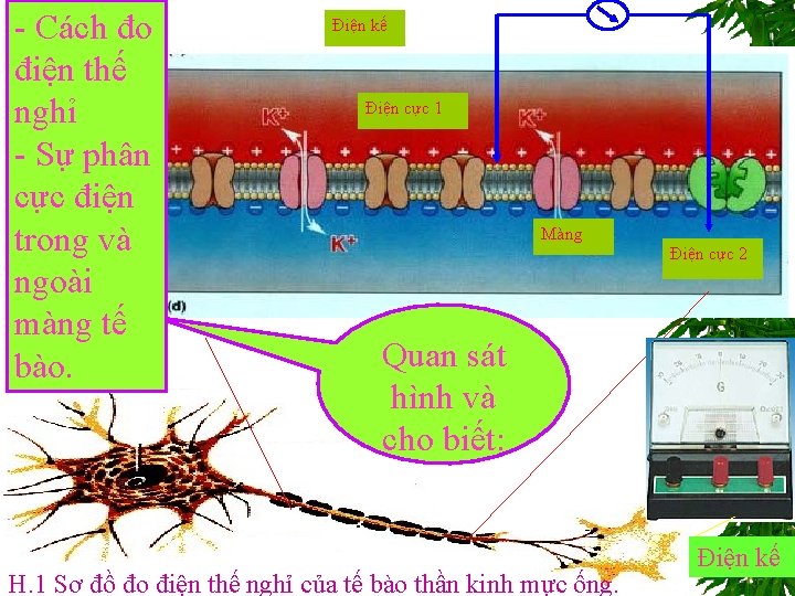 - Cách đo điện thế nghỉ - Sự phân Sợi thần kinh cực điện